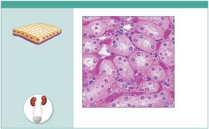 Photomicrograph of simple cuboidal epithelium in kidney tubules