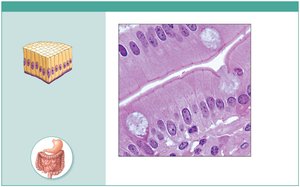 Photomicrograph of simple columnar epithelium in small intestine