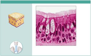 Photomicrograph of pseudostratified ciliated columnar epithelium in trachea