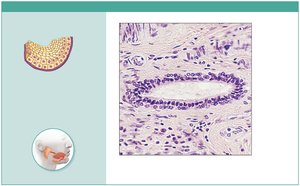 Photomicrograph of stratified cuboidal epithelium in salivary gland duct