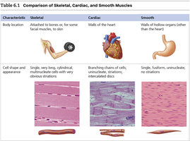 Comparison of Skeletal, Cardiac, and Smooth Muscles