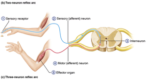 Reflex arc diagram