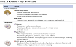 Neuromuscular junction diagram