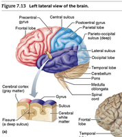 Left lateral view of the brain