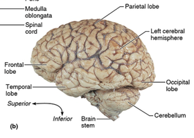 Lateral view of the brain