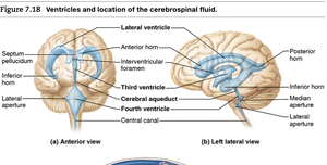 Ventricles and location of cerebrospinal fluid