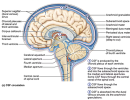 CSF circulation in the brain