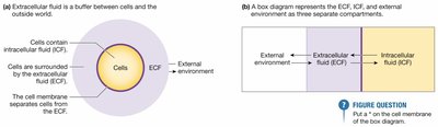 Diagram of ECF and ICF compartments