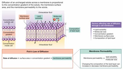 Simple diffusion across a membrane