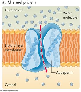 Facilitated diffusion example