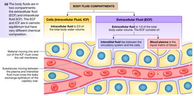 Body fluid compartments and their relationships