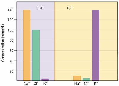 Ion concentrations in ECF and ICF