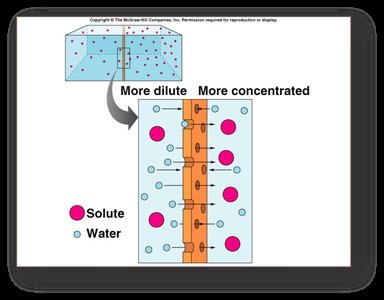 Diagram of osmosis across a membrane