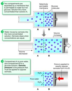 Osmosis with glucose and water