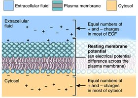Diagram of resting membrane potential across the plasma membrane