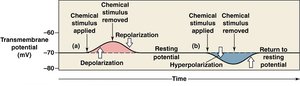 Depolarization vs. hyperpolarization graph