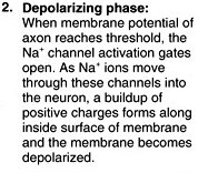 Depolarization phase