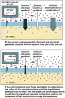 Electrochemical gradient for sodium (Na+)