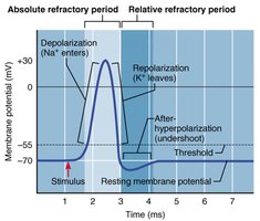 Action potential graph
