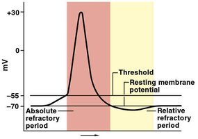 Graph of absolute and relative refractory periods