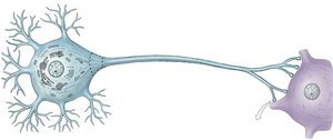 Continuous conduction on unmyelinated axon