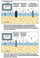 Electrochemical gradient for potassium (K+)