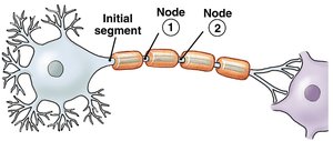Saltatory conduction on myelinated axon