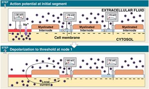 Saltatory conduction step 1