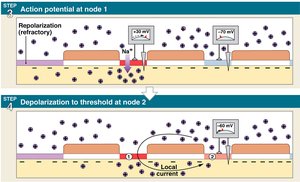 Saltatory conduction step 2