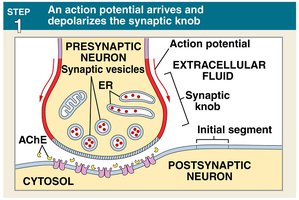 Step 1: Action potential arrives at synaptic knob