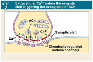 Step 2: Ca2+ triggers exocytosis of ACh