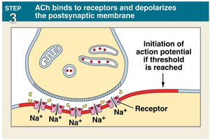 Step 3: ACh binds to receptors and depolarizes postsynaptic membrane