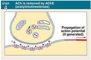 Step 4: ACh removed by AChE
