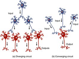 Diverging and converging neural circuits