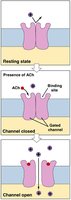 Mechanism of chemically-regulated ion channel opening
