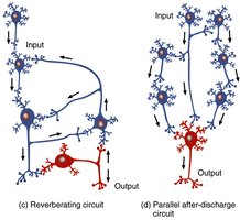 Reverberating and parallel after-discharge circuits