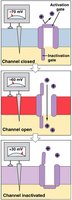 Mechanism of voltage-regulated ion channel opening and closing