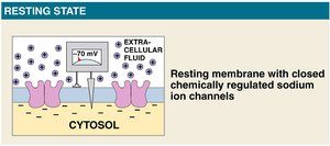 Resting membrane potential with closed sodium channels