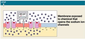 Membrane exposed to chemical that opens sodium channels