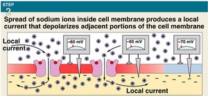 Spread of sodium ions and local current