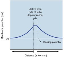 Graph of localized depolarizing graded potential