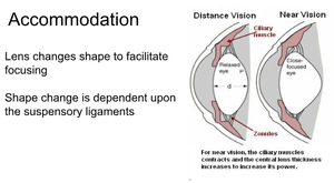 Diagram showing lens shape changes during accommodation for distance and near vision