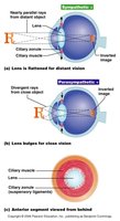 Diagram showing lens flattening for distant vision and bulging for close vision