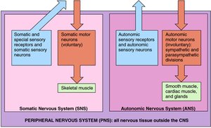Diagram comparing somatic and autonomic nervous system divisions and effectors