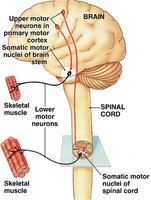 Pathway of somatic motor neurons from brain to skeletal muscle