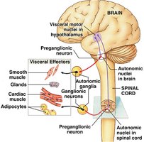 Pathway of autonomic motor neurons from brain to visceral effectors