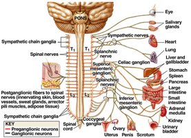 Sympathetic division pathways and ganglia