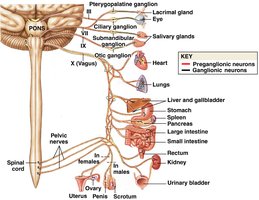 Parasympathetic division pathways and ganglia