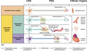 Table comparing somatic and autonomic nervous system pathways and neurotransmitters