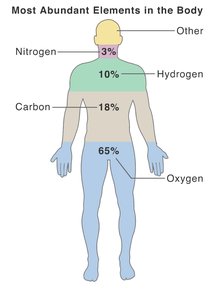 Most abundant elements in the body